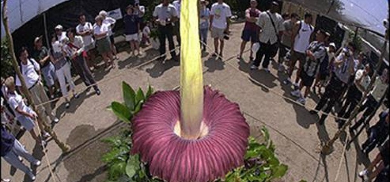 The corpse flower  (Amorphophallus titanium) blooms as a handful of tourists watch (illustration).