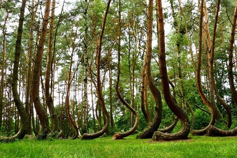 The Crooked Forest.