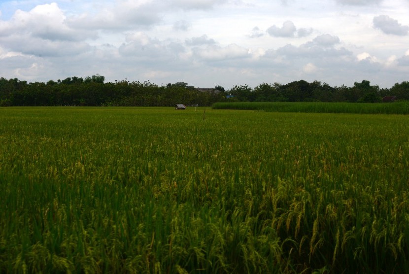 Rice field (illustration)