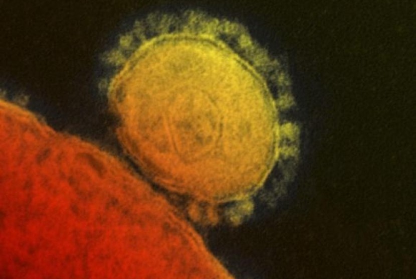 The Middle East respiratory syndrome (MERS) coronavirus is seen in an undated transmission electron micrograph from the National Institute for Allergy and Infectious Diseases (NIAID).