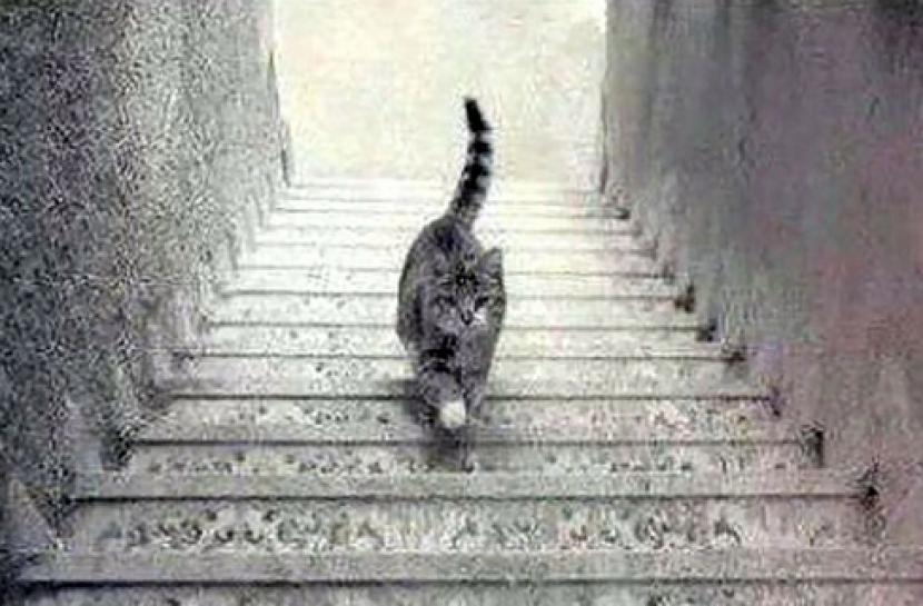 The Minds Journal klaim bisa ungkap kepribadian orang, baik pesimis atau optimis, lewat ilusi optik arah kucing berjalan.