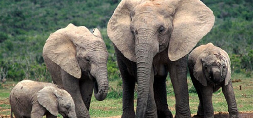 The Sumatran Elephans are closer to extinction (ilustration).   