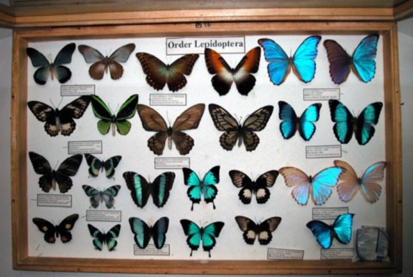 The World Museum of Insects and Natural Wonders