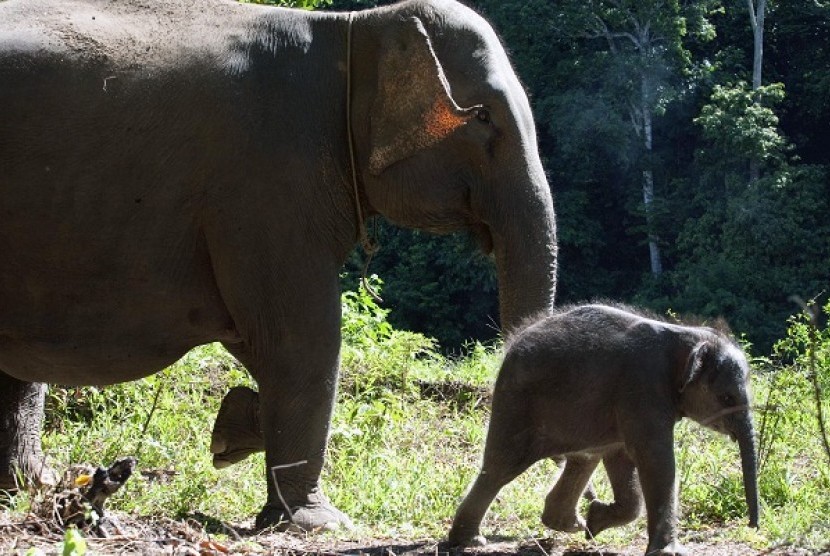 An adult elephant walks with its baby. (Illustration)