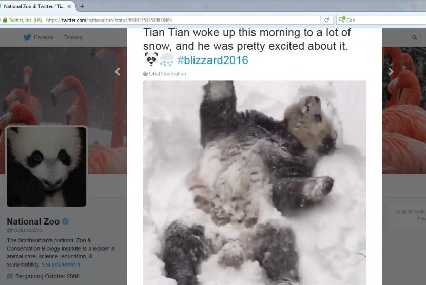 Tian Tian menikmati badai salju yang menimpa Amerika dengan gembira. Dalam video tampak ia berguling riang di atas hamparan salju.