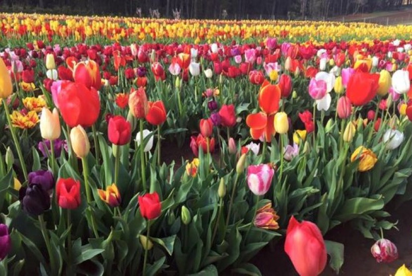 Tidak hanya menikmati tulip, pengunjung pun bisa menikmati sejumlah hiburan.
