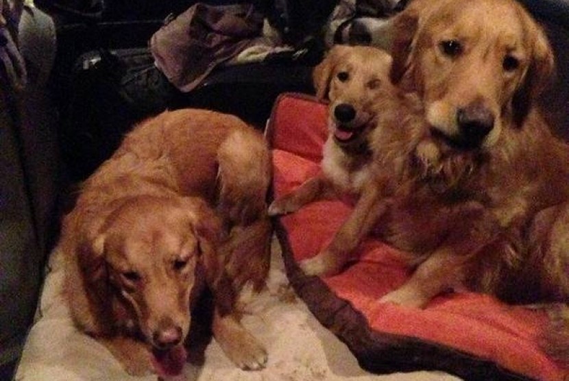 Tiga dari sepuluh anjing golden retriever yang dikirim oleh Gereja Lutheran ke Newton, Connecticut untuk menghibur dan menyamankan para korban selamat di penembakan Sandy Hook.