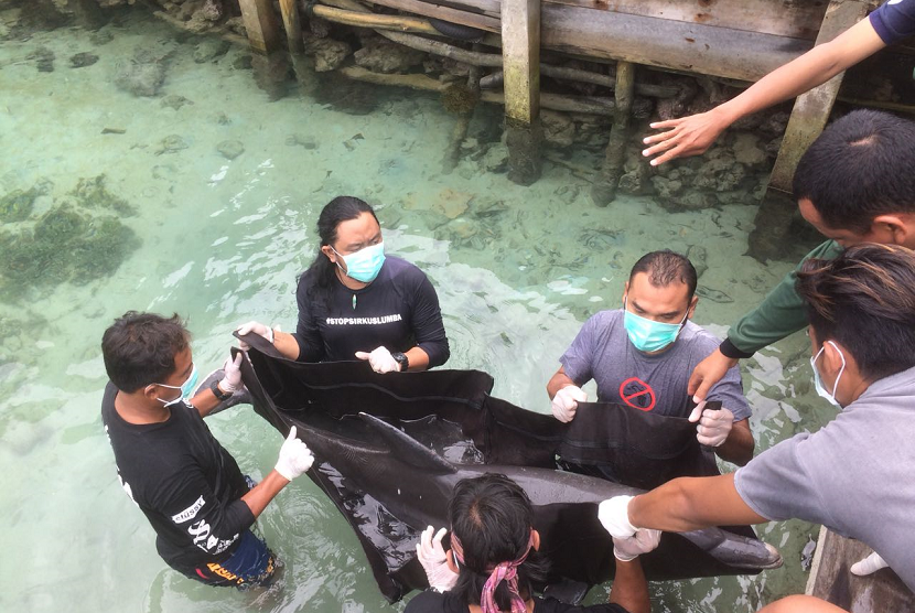 Tiga eko lumba-lumba tengah dievakuasi di Pulau Menjangan Besar, Karimun Jawa, dari kolam yang berisi 30 ikan Hiu. Sayangnya, 2 dari 3 Lumba-lumba tersebut mati karena gigitan Hiu.