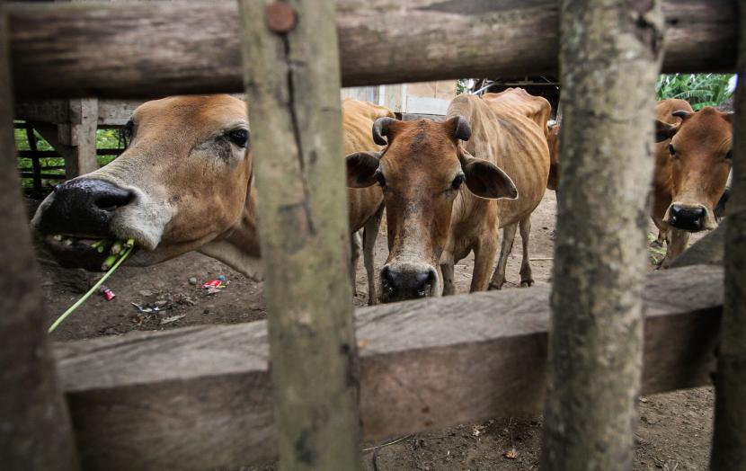 Tiga ekor sapi yang mengalami penurunan berat badan akibat terkena Penyakit Mulut dan Kuku (PMK) dikarantina oleh peternak di Desa Jeulekat, Lhokseumawe, Aceh, Rabu (25/5/2022). Berdasarkan data Dinas Peternakan Aceh hingga 23 Mei 2022 jumlah sebaran kasus PMK pada sapi sebanyak 10.092 ekor, 50 ekor diantaranya mati, sembilan ekor dipotong paksa dan 2.753 dinyatakan sembuh yang tersebar di 11 dari 23 kabupaten/kota di Aceh. Cegah PMK Meluas, Padang Minta Pengiriman Sapi ke Mentawai Disetop 