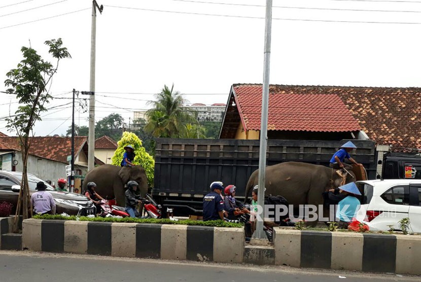 Tiga gajah diangkut kembali ke mobil truk, setelah mengantar paslon gubernur dan wakil gubernur mendaftar di Kantor KPU Lampung, Senin (8/1).