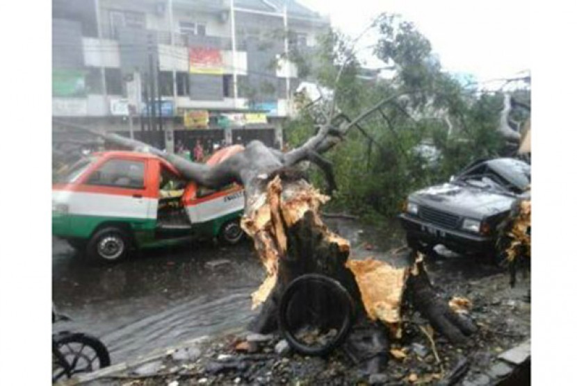 Tiga mobil ringsek tertimpa pohon tumbang.