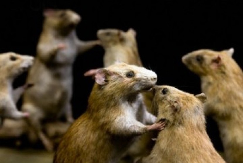 Anggota organisasi hak-hak binatang Paris Animaux Zoopolis menyatakan bahwa tikus merupakan bintang hama yang baik untuk Kota Paris.