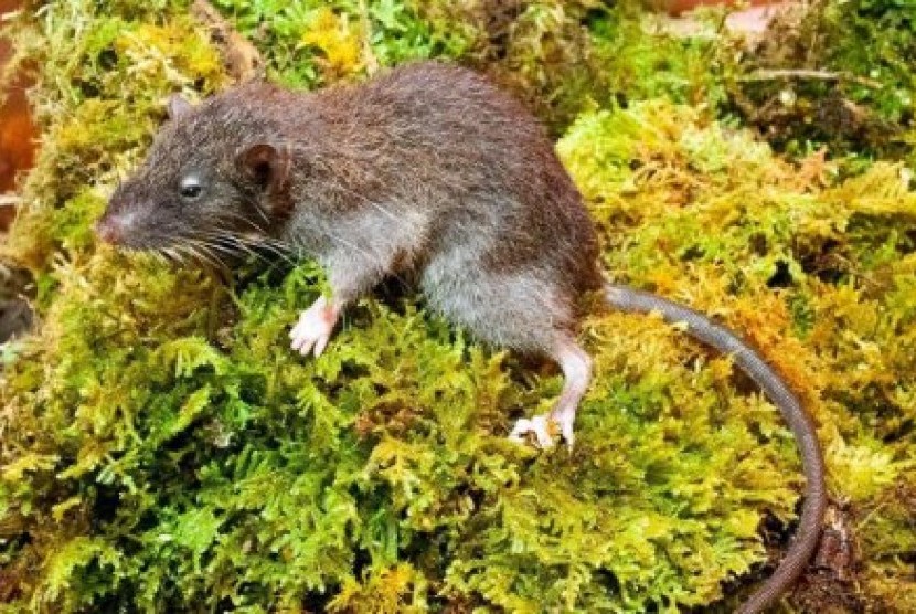 Tikus termasuk hewan pembawa pes. ilustrasi