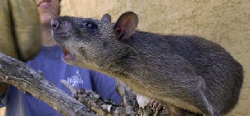 Tikus Gambia