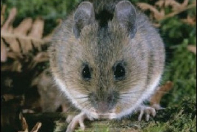 Tikus/ilustrasi. Tikus merupakan hewan penyebar bakteri penyebab penyakit pes