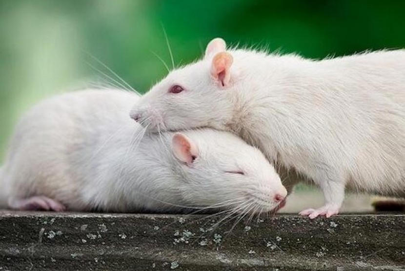 Pemerintah Nigeria mengumumkan status darurat demam Lassa, penyakit yang disebabkan virus yang berasal dari tikus. (Foto: ilustrasi tikus)