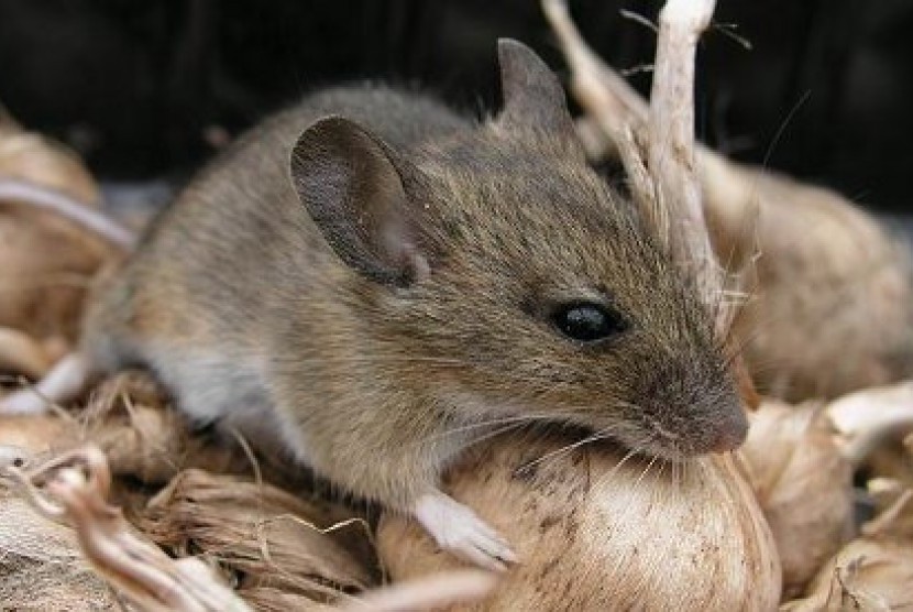 Meski tikus boleh dibunuh, tetapi tidak boleh disiksa. Tikus Liar (ilustrasi)