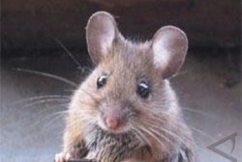 Tikus salah satu hewan membawa penyakit leptospirosis (ilustrasi)