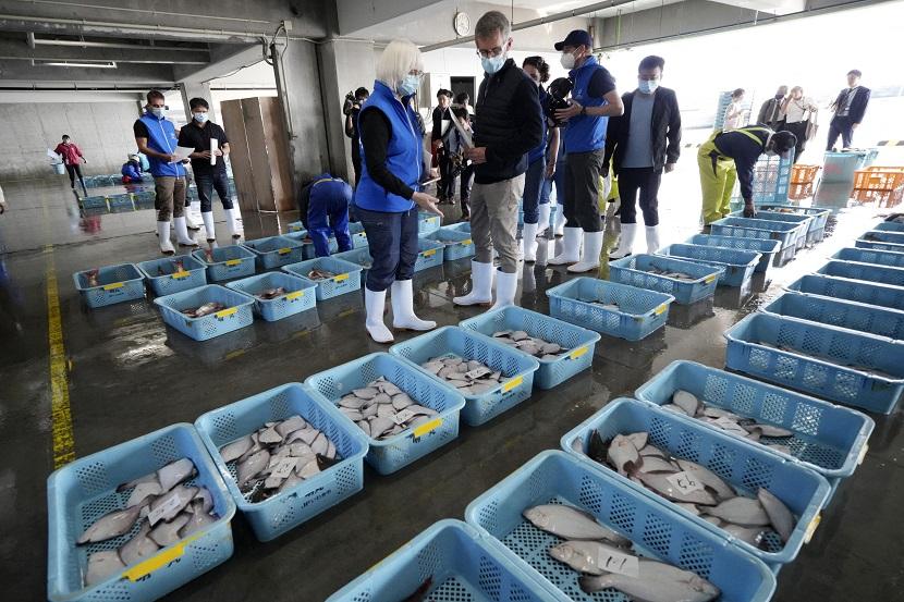 Tim ahli dari Badan Energi Atom Internasional (IAEA) bersama ilmuwan dari Cina, Korea Selatan, dan Kanada mengamati sekeranjang ikan di Pelabuhan Hisanohama di Iwaki, Prefektur Fukushima Jepang, pada 19 Oktober 2023. Inspektur PBB mengambil sampel dari pasar ikan dekat PLTN Fukushima.