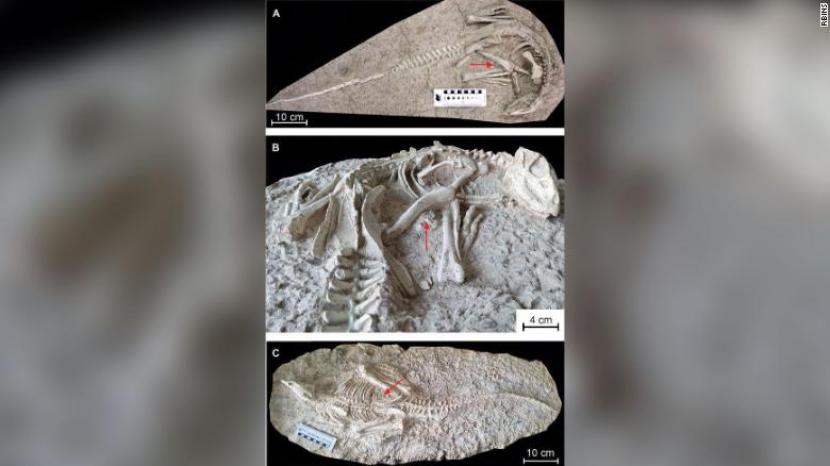 Tim arkeolog China menemukan dua fosil dinosaurus yang diperkirakan berusia 125 juta tahun.