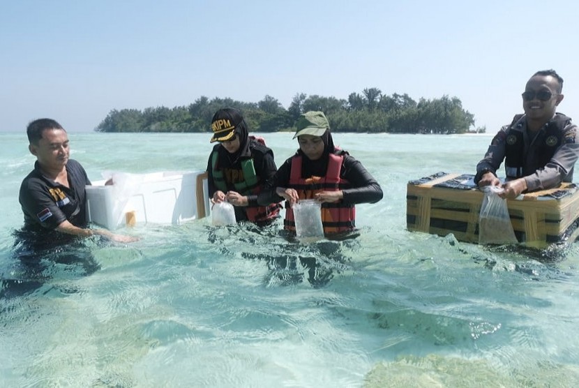 Tim BKIPM Semarang melepasliarkan 38.900 ekor benih lobster di perairan pulau Cemara Besar, Karimunjawa, Kabupaten Jepara. 