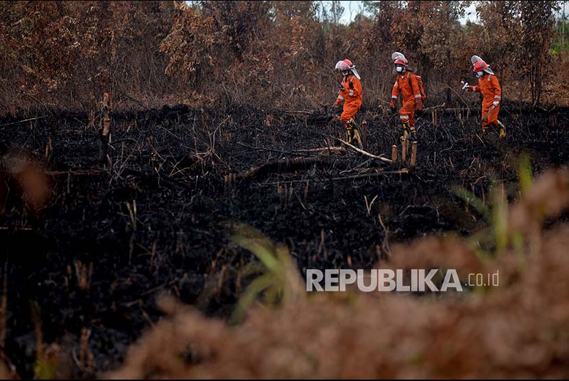 (Ilustrasi) Tim Cegah Api Greenpeace meyisir lahan gambut di Sungai Putri, Kabupaten Ketapang, Kalimantan Barat.
