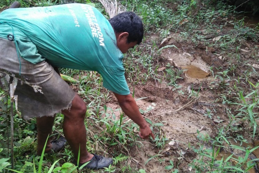 Tim dari Balai Konservasi Sumber Daya Alam (BKSDA) Sumbar bersama warga  Jorong Kampung Padang Nagari Aia Manggih Barat kecamatan Lubuk Sikaping, Pasaman tengah mendeteksi jejak Harimau Sumatera yang memangsa ternak warga, Senin (22/7) 