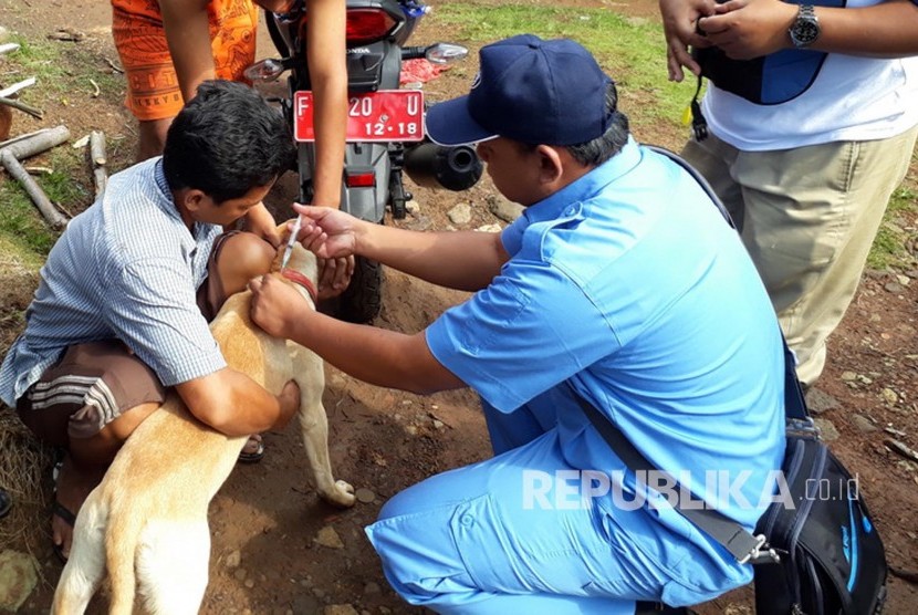 Tim dari Dinas Peternakan (Disnak) Kabupaten Sukabumi memberikan vaksinasi massal kepada puluhan anjing peliharaan di Kecamatan Cikembar, Kabupaten Sukabumi, Kamis (30/3). Langkah tersebut dilakukan setelah sebelumnya di wilayah tersebut terjadi serangan gigitan anjing liar.
