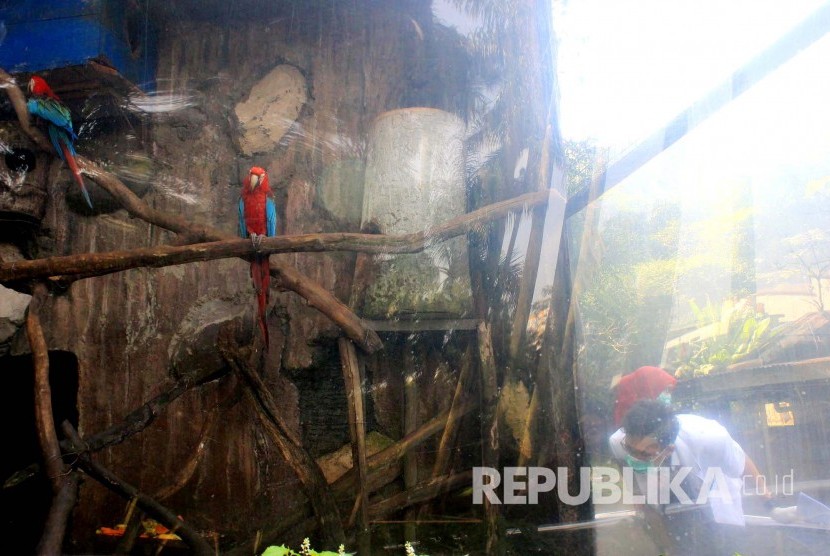 Tim dokter gabungan dari Balai Besar Konservasi Sumber Daya Alam (BBKSDA) Jawa Barat memeriksa makaw di kebun binatang Bandung, Jl Taman Sari, Kota Bandung, Jumat (13/5). 