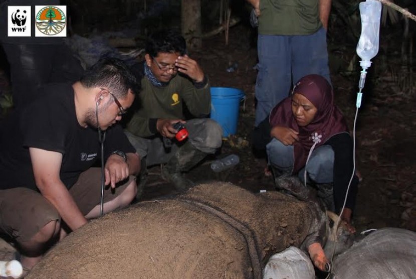 Tim dokter gabungan menyelidiki penyebab kematian Najaq, badak Sumatera yang ada di Kutai Timur.