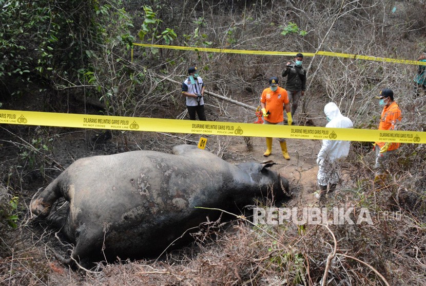 Gajah sumatra ditemukan mati (ilustrasi)