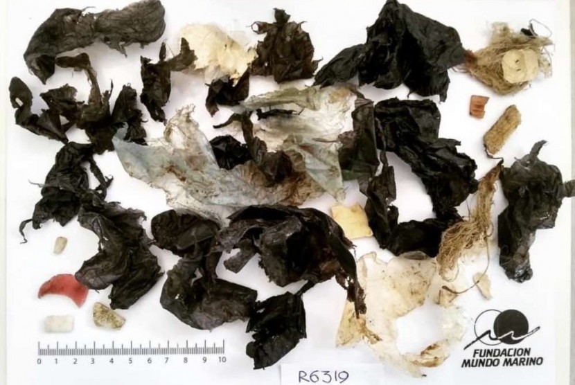 Tim dokter hewan dari grup konservasi Mundo Marino Foundation menemukan berbagai sampah plastik di dalam perut seekor penyu hijau. 