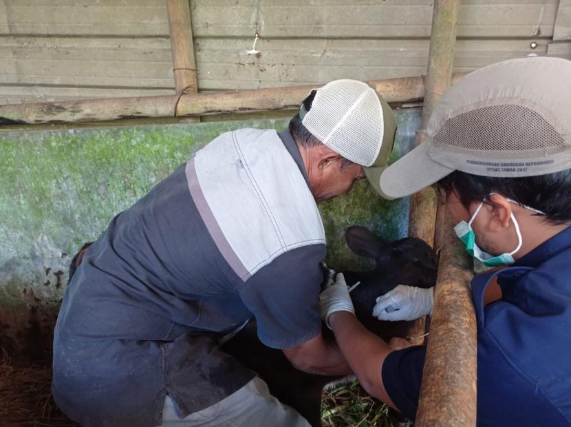 Tim Dokter Hewan Dinas Perikanan dan Peternakan (Dinkanak) Banyumas saat melakukan vaksinasi di peternakan sapi perah Desa Kemutug Lor Baturraden, Selasa (28/6/2022).