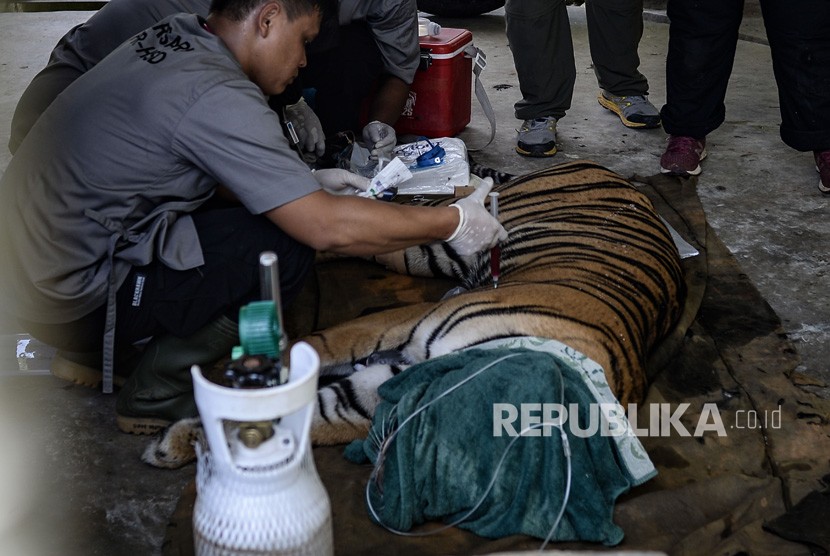 Tim dokter hewan melakukan pemeriksaan kesehatan seekor Harimau Sumatra (Panthera tigris sumatrae) bernama Antan Bintang sebelum dilepasliarkan di PR-HSD Yayasan ARSARI, Dhamasraya, Sumatera Barat, Senin (29/7/2019).