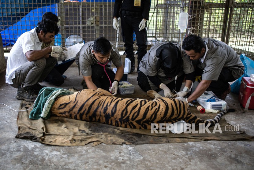 Unduh 4000 Koleksi Gambar Hewan Harimau Sumatera Terbaru Gratis