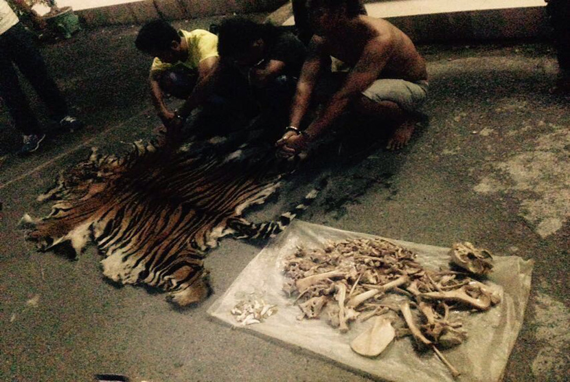 Tim gabungan Balai Besar Taman Nasional Gunung Leuser bekerjasama dengan Polres Langkat melakukan penangkapan terhadap  pelaku perburuan dan perdagangan satwa liar Harimau Sumatera. 