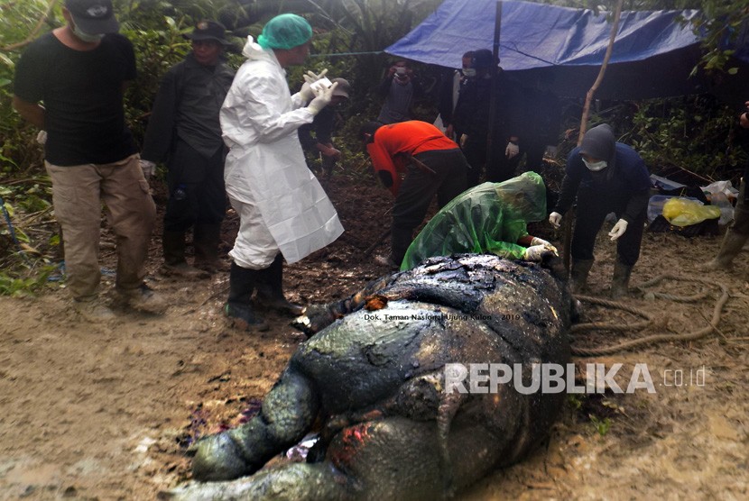 Tim gabungan Fakultas Kedokteran Hewan IPB, petugas TNUK dan WWF memeriksa bangkai Badak Jawa (Rhinoceros sondaicus) yang diberi nama Manggala yang ditemukan mati di kubangan lumpur di Blok Citadahan, Ujungjya, Pandeglang, Banten, Minggu (21/4/2019).