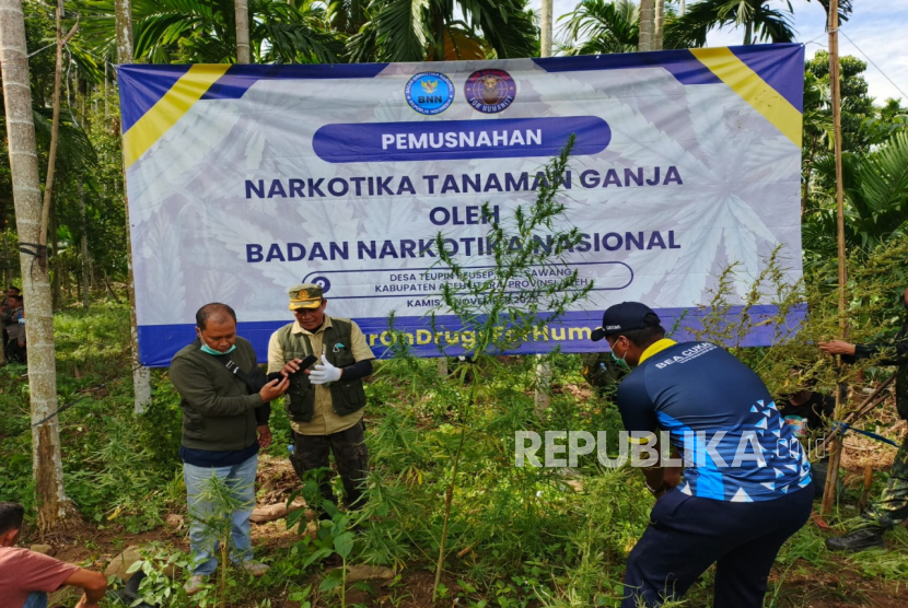 Tim Gabungan Operasi Penindakan Narkotika Musnahkan 69 Ton Ganja di Aceh Utara