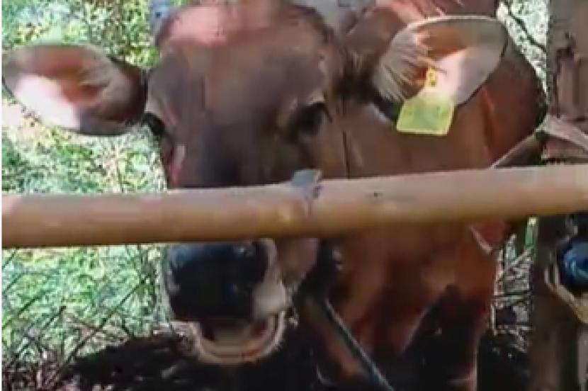 Seorang warga Muntuk, Dlingo, Kabupaten Bantul mengalami penipuan pembelian hewan ternak sapi secara online, (ilustrasi)
