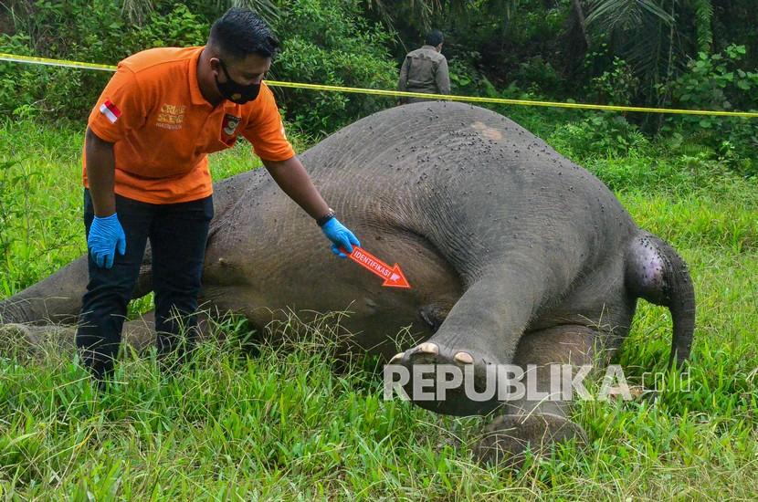 Ilustrasi. Dua Ekor Gajah Mati Ditemukan di Langkat