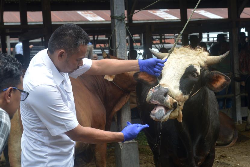 Tim kesehatan hewan memeriksa mulut ternak sapi sebelum dilakukan vaksinasi di pasar hewan Desa Sibreh, Kecamatan Sibreh, Kabupaten Aceh Besar, Aceh, Selasa (11/5/2022). Dinas Pertanian kabupaten Aceh Besar hingga Selasa (11/5) menemukan sebanyak 30 ekor ternak sapi terindikasi Penyakit Mulut dan Kuku (PMK) di daerah itu, sementara kasus tertinggi PMK ternak sapi terjadi di kabupaten Aceh Tamiang sebanyak 1.767 ekor dalam pengawsasan dan perawatan dan kasus sapi mati sebanyak 16 ekor.