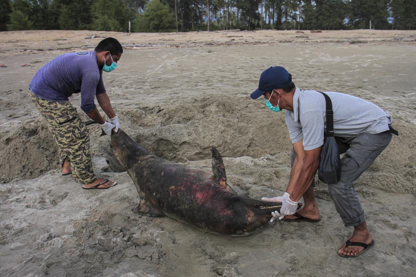Tim Konservasi Penyu Aroen Meubanja bersama DKP Provinsi Aceh menguburkan bangkai seekor lumba-lumba jenis spinner (Stenella longirostris) yang mati terdampar di Pantai Konservasi Penyu Aroen Meubanja, Desa Alue Piet, Kecamatan Panga, Kabupaten Aceh Jaya, Aceh, Selasa (15/2/2022). Lumba-lumba sepanjang 2,2 meter tersebut ditemukan oleh warga pada Senin (14/2/2022) sore. Seekor lumba-lumba jenis yang sama ditemukan mati diduga akibat ditombak di Gili Air, Lombok Utara, Rabu (3/8/2022).