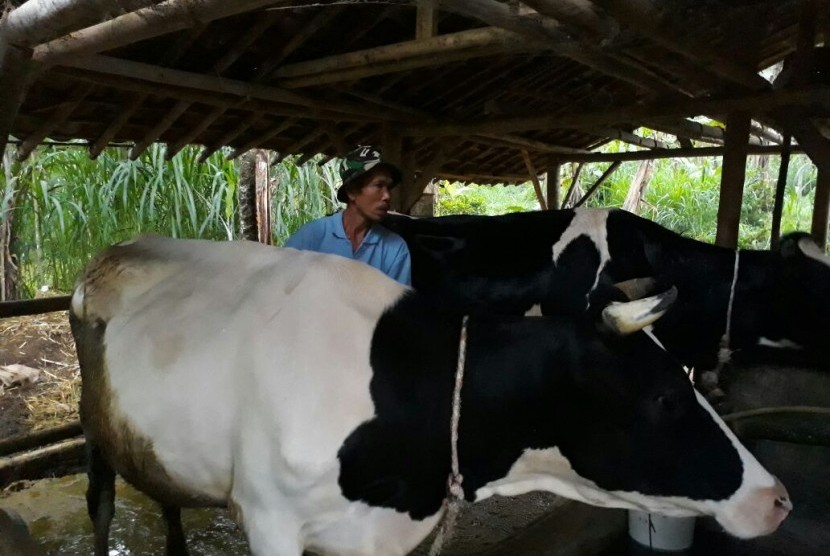 Tim kontrol kualitas Tebar Hewan Kurban (THK) Dompet Dhuafa mengecek kelayakan hewan kurban.