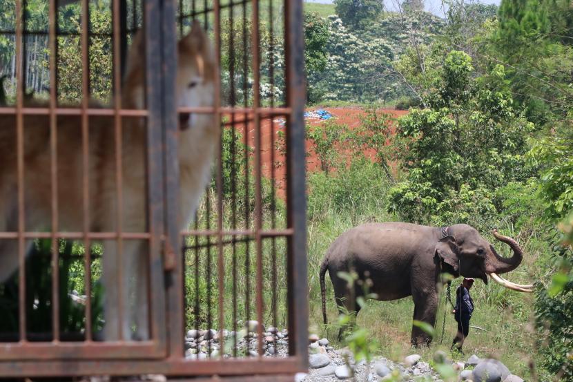 Tim penanganan konflik gajah dari Balai Konservasi Sumber Daya Alam (BKSDA) melaksanakan patroli dengan menggunakan gajah jinak di Bener Meriah, Aceh, Senin (15/3/2021). BKSDA Aceh mengerahkan tiga ekor gajah jinak dari PLG Saree dan CRU DAS Peusangan untuk menangani konflik gajah liar dengan warga yang memasuki pemukiman dan perkebunan.  ilustrasi