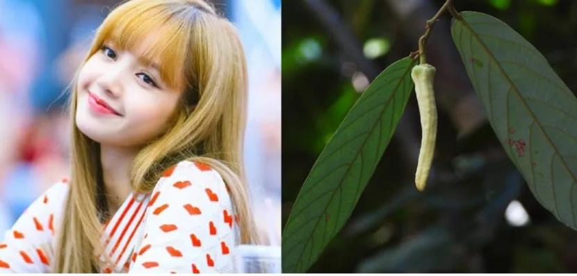 Tim peneliti dari Fakultas Sains Universitas Chiang Mai, Thailand, memilih untuk menamai spesies baru ini dengan nama depan lengkap Lisa, Lalisa. Kemudian nama ilmiahnya menjadi Friesodielsia Lalisae.