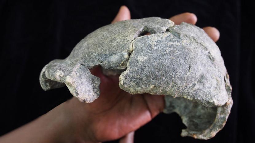 Tim Peneliti Paleoanthropolog dari Pusat Penelitian Nasional untuk Evolusi Manusia di Spanyol menemukan hominid kuno atau tengkorak dari  Homo erectus.