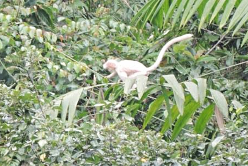 Tim Pengendali Ekosistem Hutan di Taman Nasional Gunung Gede Pangrango menemukan keberadaan Lutung Jawa Albino Maret 2017.