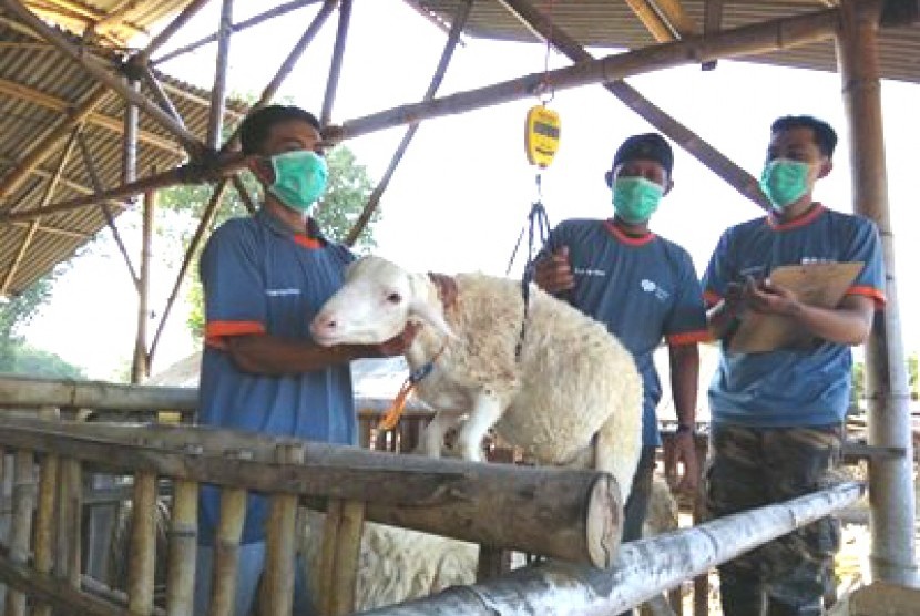Tim Rumah Zakat tengah menimbang hewan kurban.