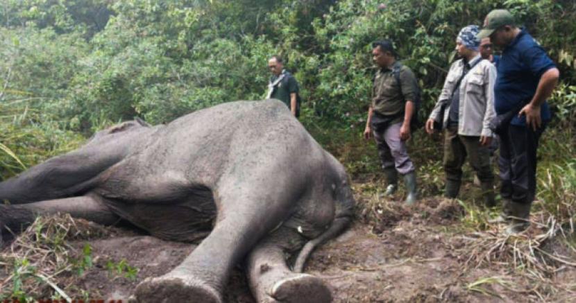 Gajah mati tergeletak (ilustrasi)