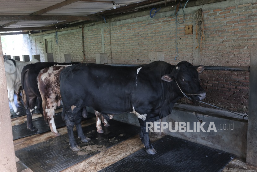 Tim TPID DIY melakukan pemantauan hewan kurban di Kabupaten Bantul.